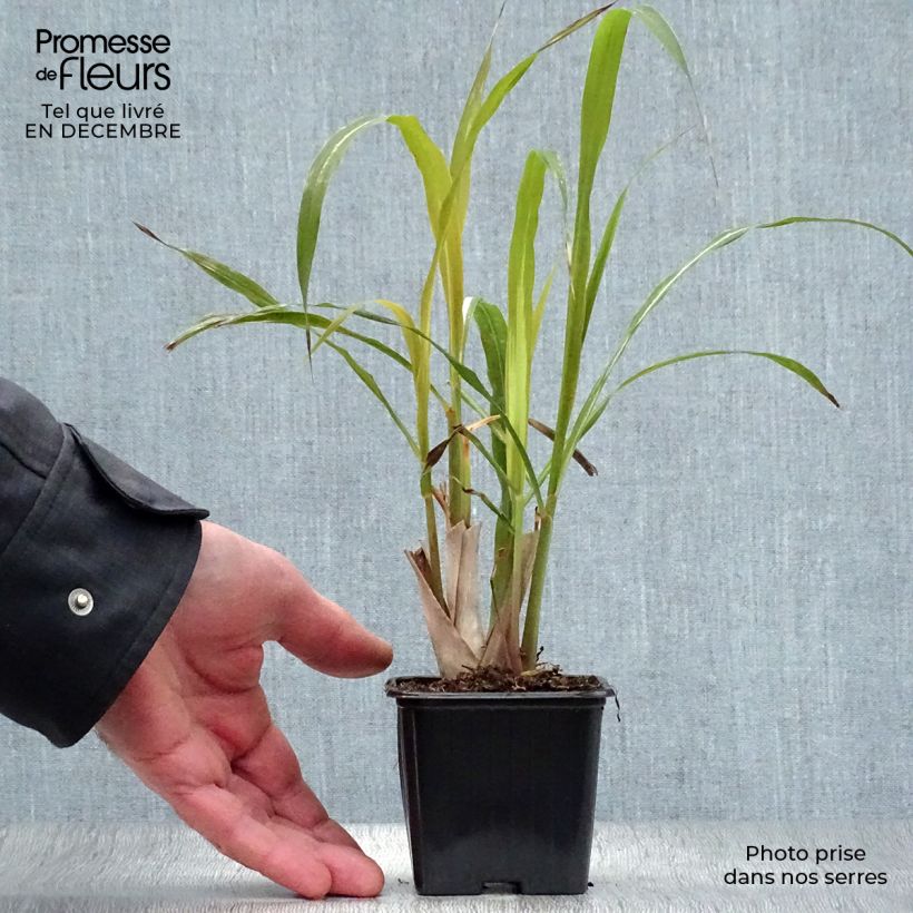 Madagascan Lemongrass plants - Cymbopogon citratus 7/8 cm pot sample as delivered in winter