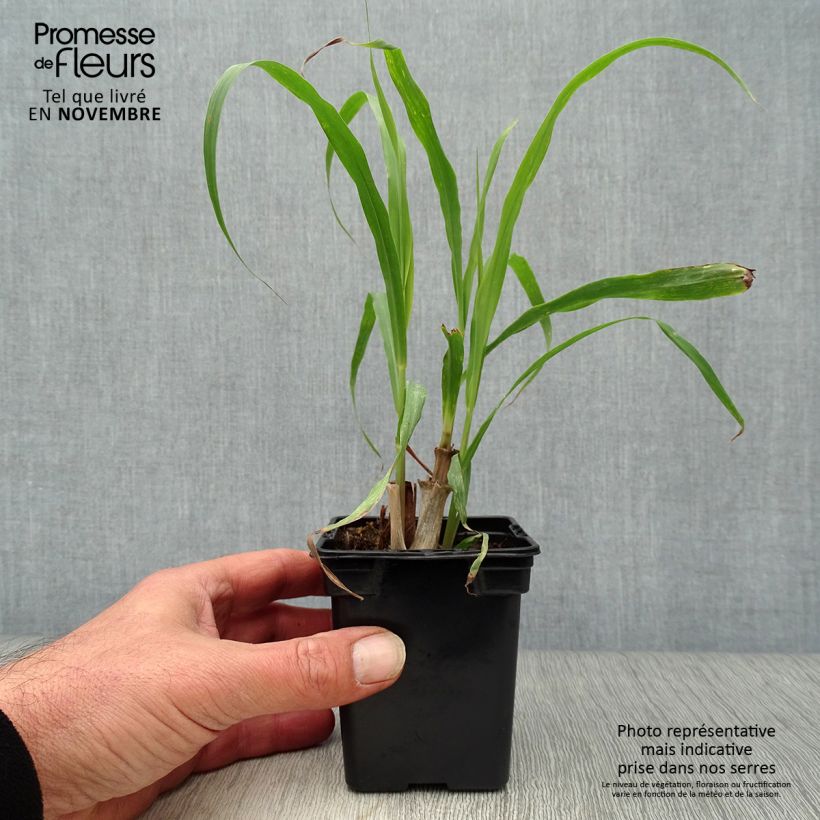 Madagascan Lemongrass plants - Cymbopogon citratus 7/8 cm pot sample as delivered in autumn