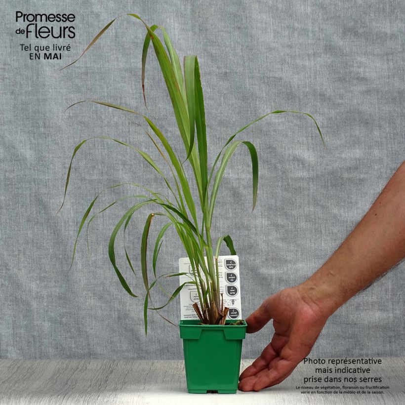 Madagascan Lemongrass plants - Cymbopogon citratus 1L/1.5L pot sample as delivered in spring