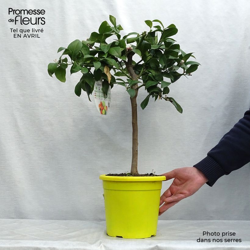 Citrus limon Adamo - Lemon Tree 4L/5L pot, Quarter standard sample as delivered in spring