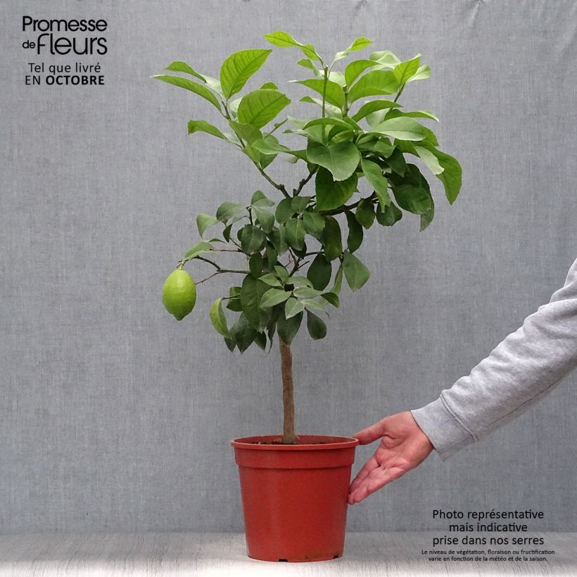 Citrus limon Adamo - Lemon Tree 4L/5L pot, Quarter standard sample as delivered in autumn