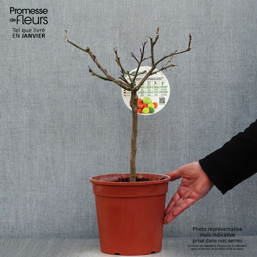 Citrus limon Cerza - Lemon Tree 4L/5L pot, Quarter standard sample as delivered in winter