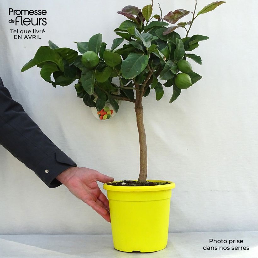 Lemon - Citrus limon Femminello Carrubaro 4L/5L pot, Quarter standard sample as delivered in spring