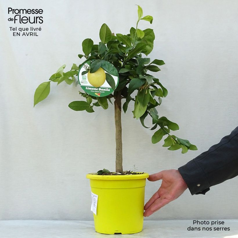 Citrus limon Lemox - Lemon Tree 4L/5L pot, Quarter standard sample as delivered in spring