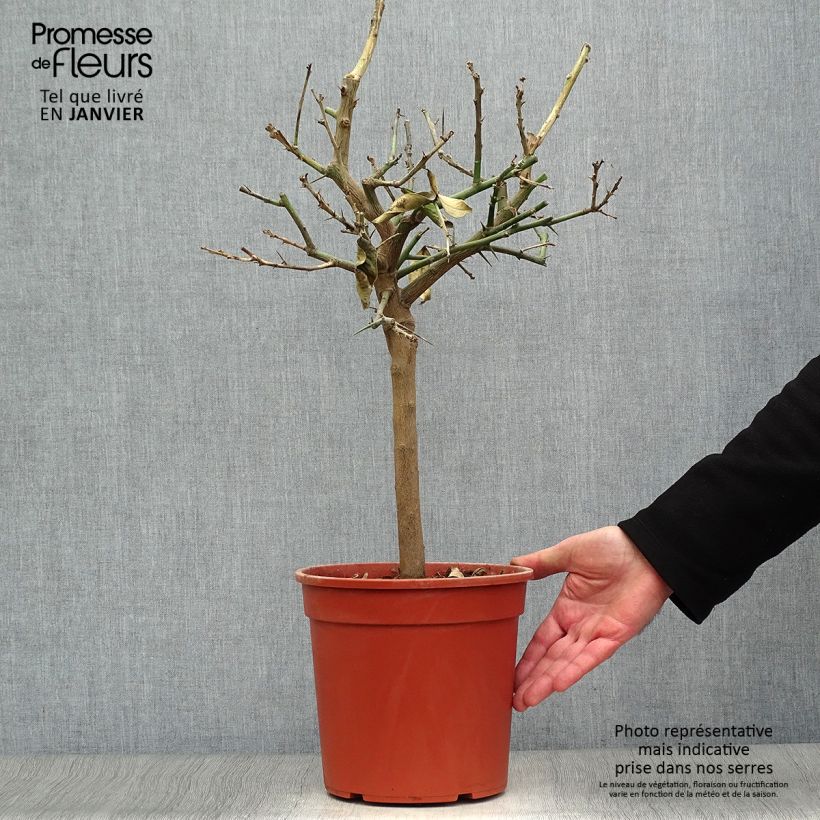 Citrus limon Lemox - Lemon Tree 4L/5L pot, Quarter standard sample as delivered in winter