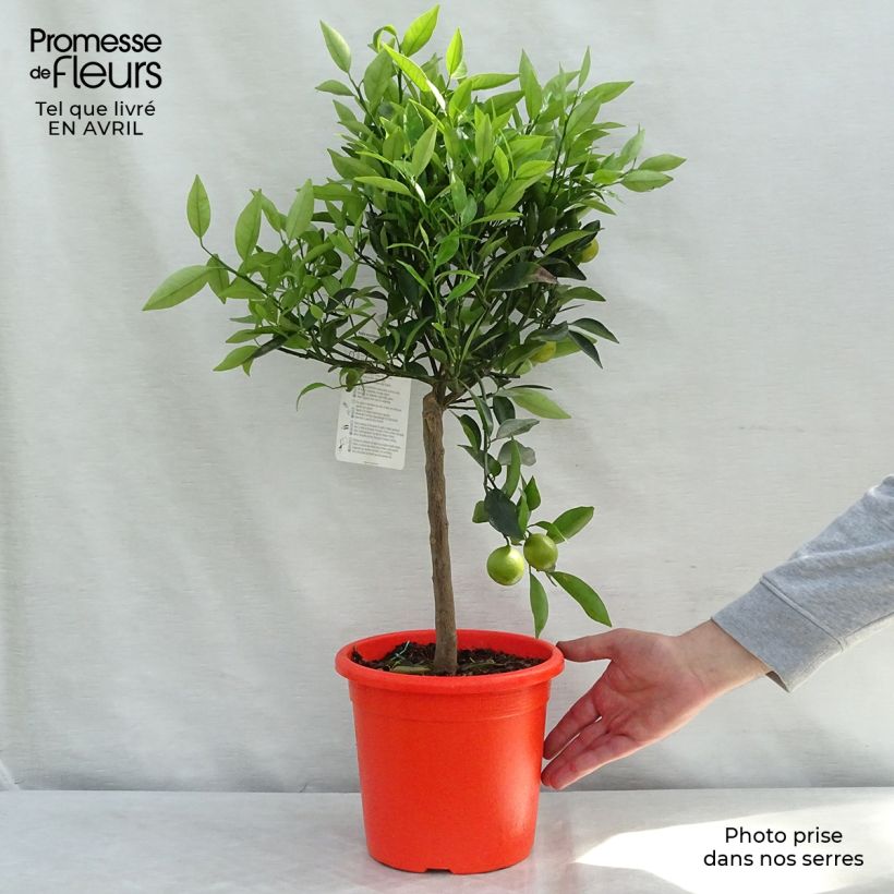 Kumquatine - Citrus Kucle 4L/5L pot, Quarter standard sample as delivered in spring