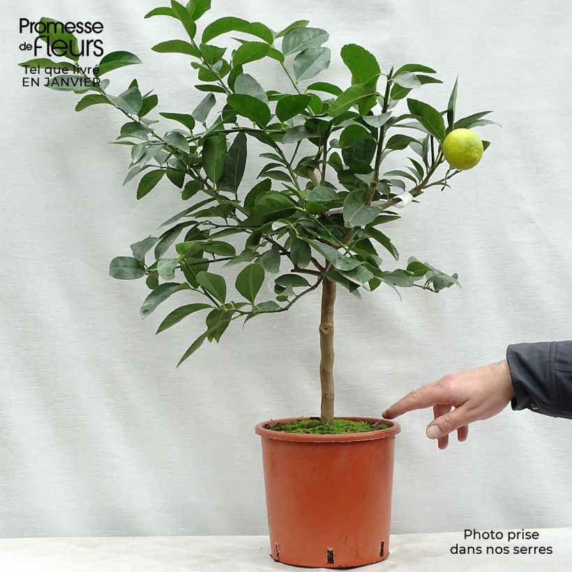 Lime - Citrus aurantifolia 4L/5L pot, Quarter standard sample as delivered in winter