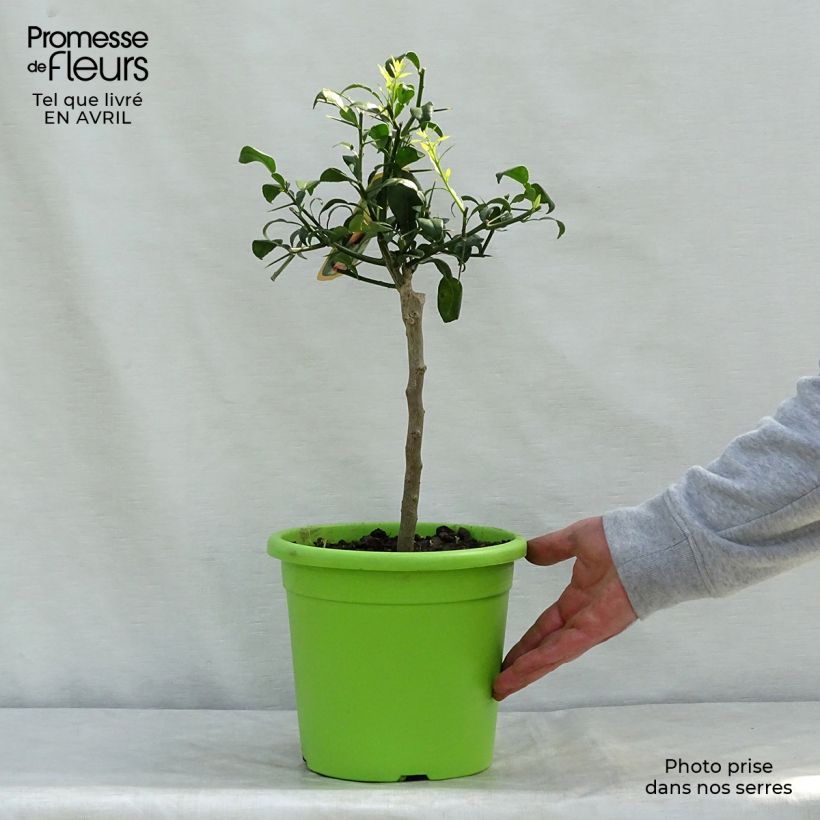 Ichang Papeda - Citrus ichangensis 3L/4L pot, Clump sample as delivered in spring