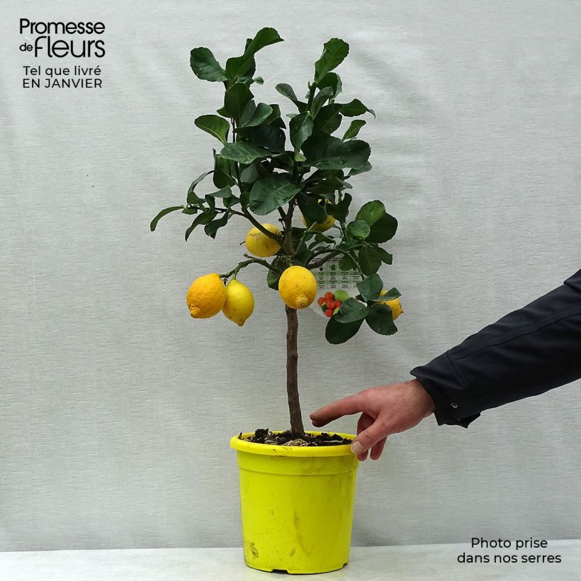 Lemon - Citrus limon Femminello Carrubaro 4L/5L pot, Quarter standard sample as delivered in winter