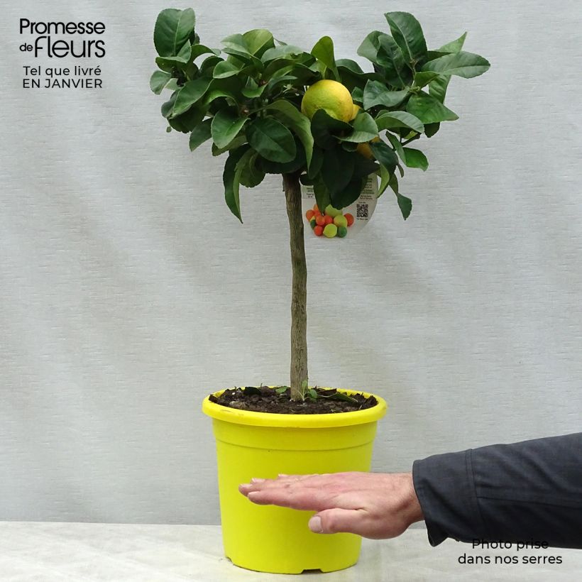 Citrus limon Femminello Siracusano - Lemon Tree 4L/5L pot, Quarter standard sample as delivered in winter