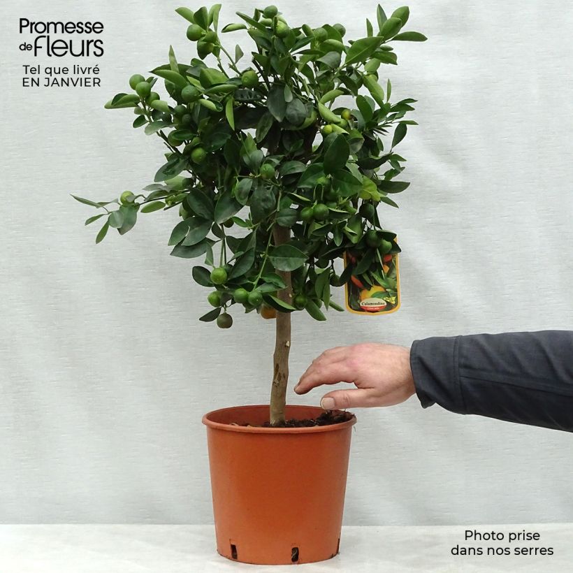 Calamondin - Citrus madurensis 4L/5L pot, Quarter standard sample as delivered in winter