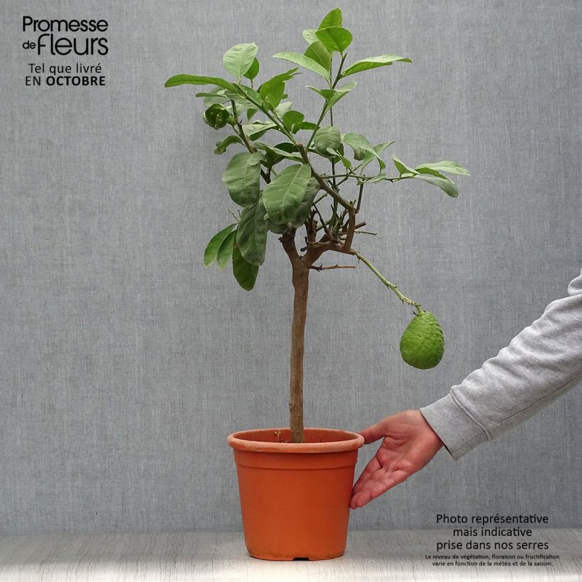 Maxima Citron - Citrus medica Maxima 4L/5L pot, Quarter standard sample as delivered in autumn