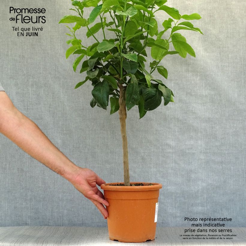 Maxima Citron - Citrus medica Maxima 4L/5L pot, Quarter standard sample as delivered in summer