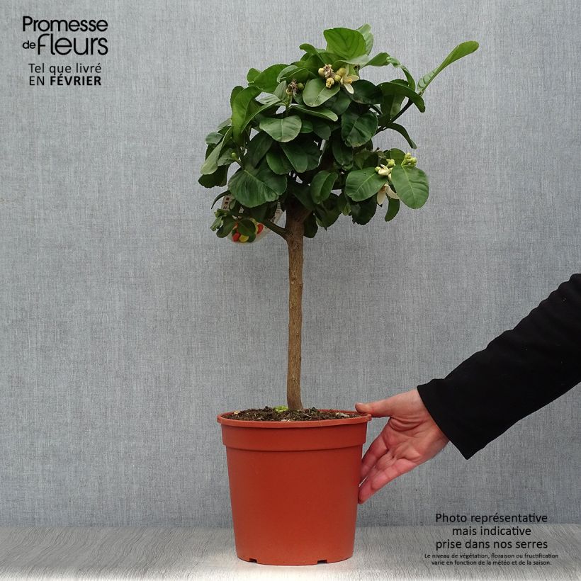 Maxima Citron - Citrus medica Maxima 4L/5L pot, Quarter standard sample as delivered in winter