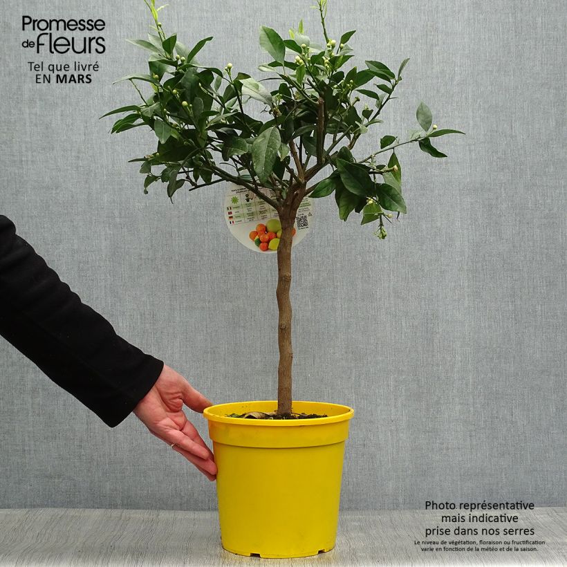 Citrus Pigmentata - Red Lemon 4L/5L pot, Quarter standard sample as delivered in spring