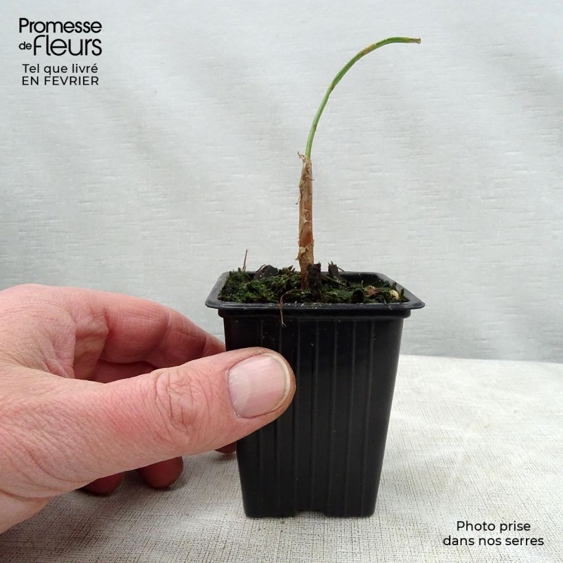 St Jacques Chives - Allium fistulosum 7/8 cm pot sample as delivered in winter