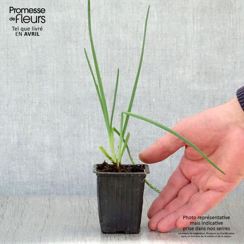 St Jacques Chives - Allium fistulosum 7/8 cm pot sample as delivered in spring