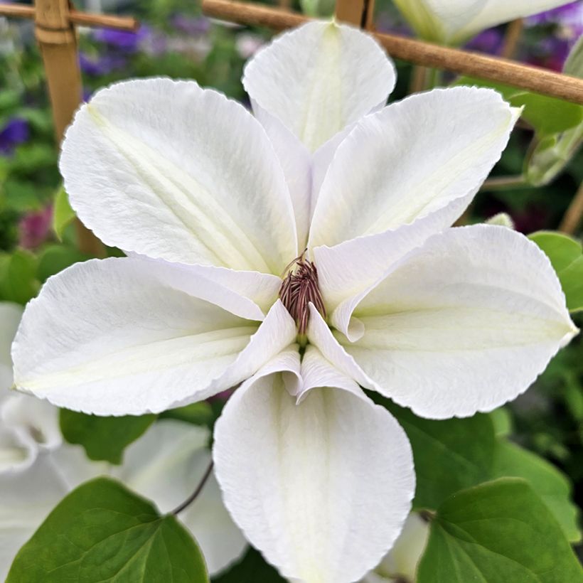 Clematis Guernsey Flute™ (Flowering)
