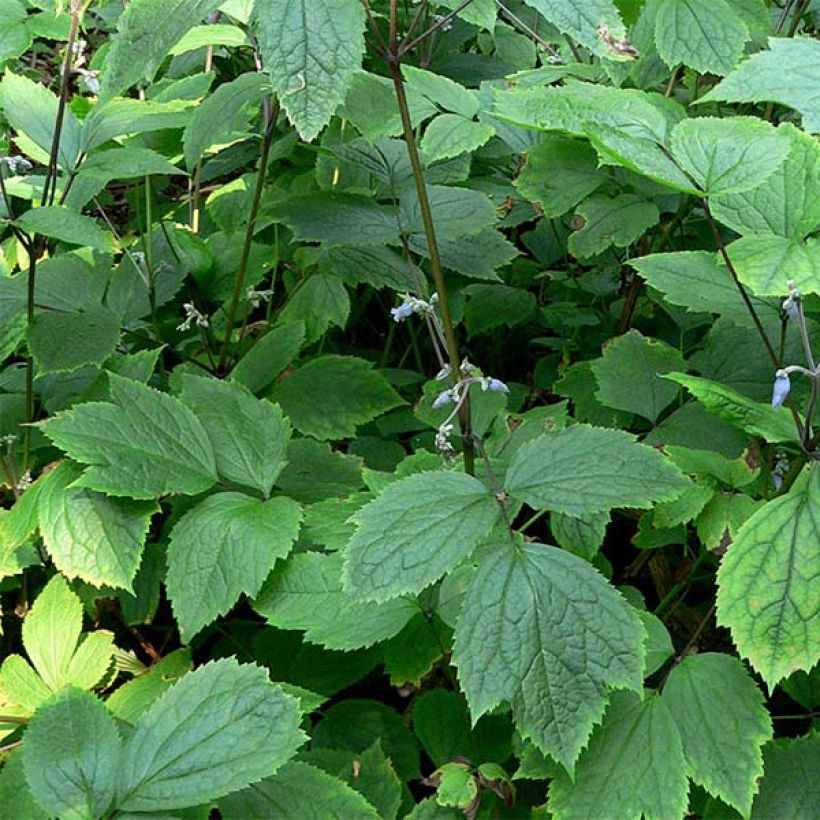 Clematis heracleifolia (Foliage)