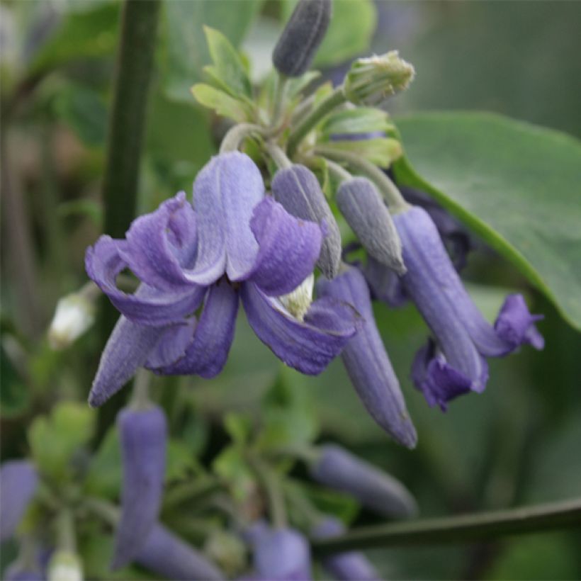 Clematis heracleifolia (Flowering)