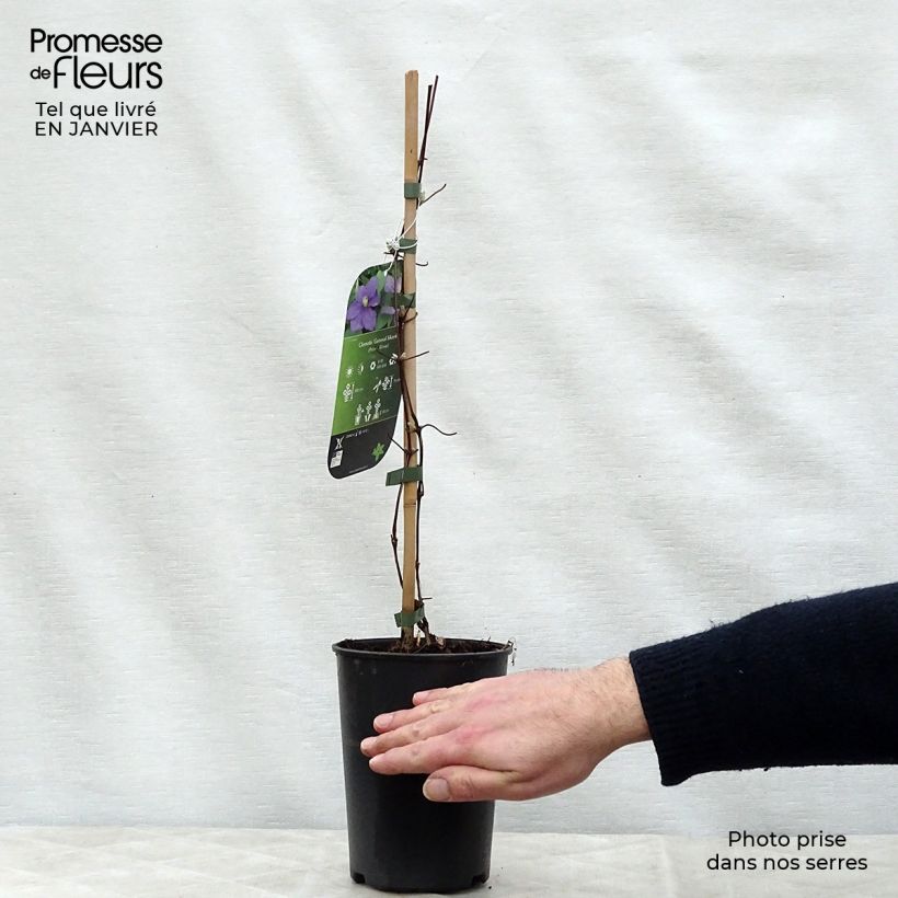 Clematis patens General Sikorski 2L/3L pot sample as delivered in winter