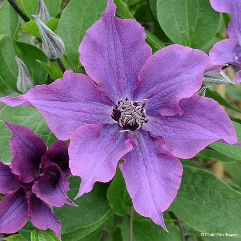 Clematis Guiding Promise™ (Flowering)