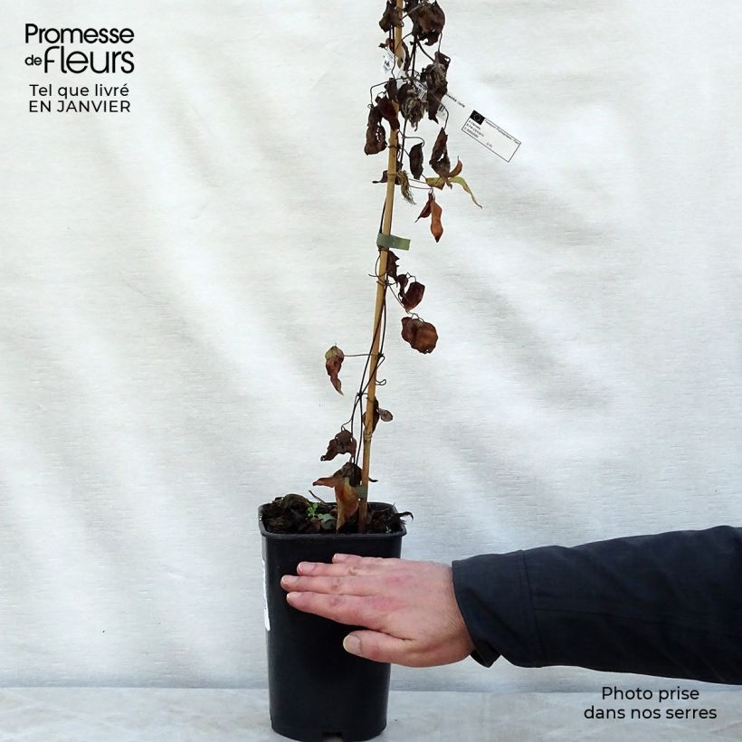 Clematis Maria Skłodowska Curie 2L/3L pot sample as delivered in winter