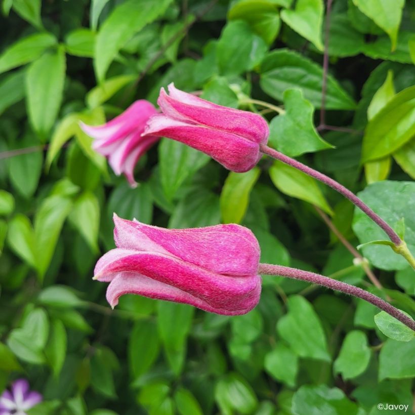 Clematis texensis Notre-Dame de Paris -  - Scarlet Leather Flower (Flowering)