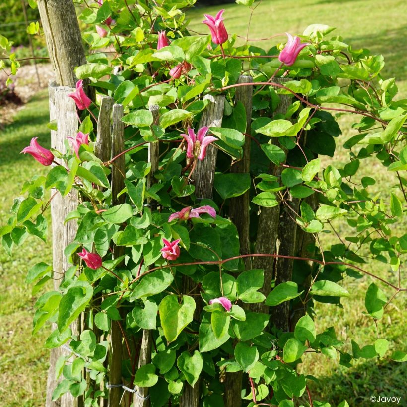 Clematis texensis Notre-Dame de Paris -  - Scarlet Leather Flower (Plant habit)