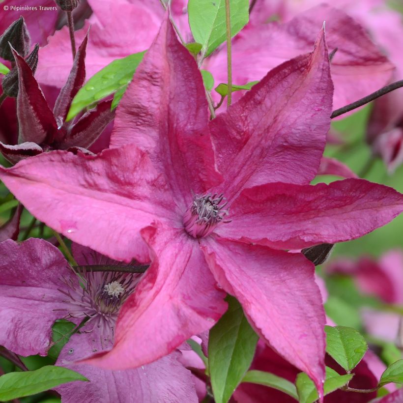 Clematis Saphyra Nancy (Flowering)