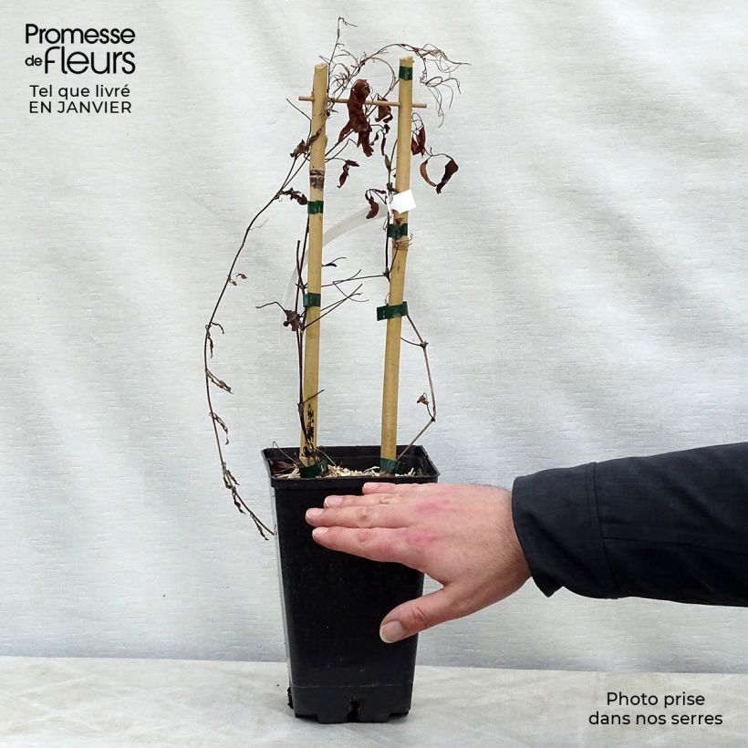 Clematis x patens Sen no Kaze 2L/3L pot sample as delivered in winter