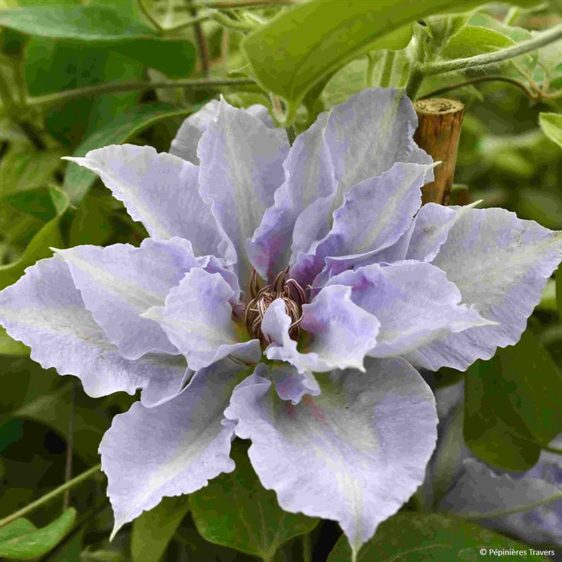 Clematis Tranquilité (Flowering)