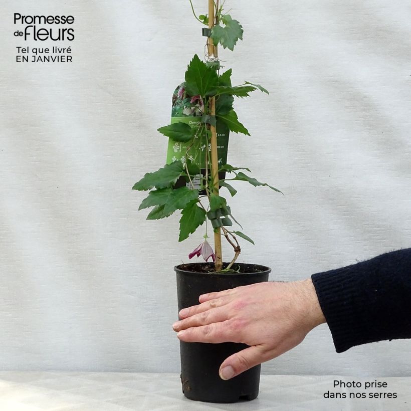 Clematis cirrhosa Freckles 2L/3L pot sample as delivered in winter