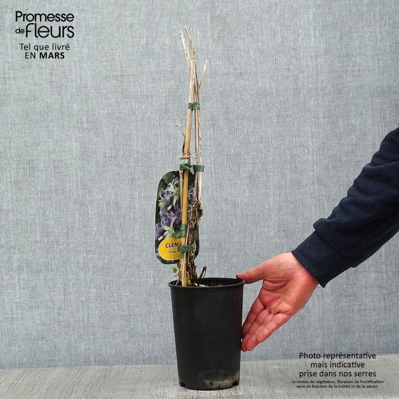 Clematis heracleifolia Cote dAzur 2L/3L pot sample as delivered in winter