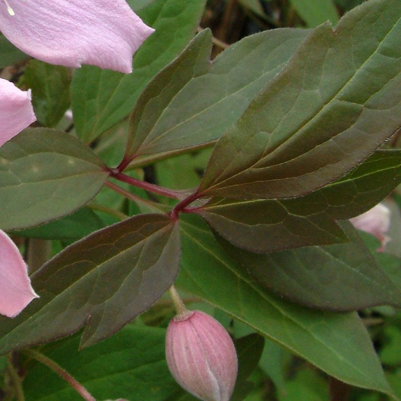 Clematis montana Fragrant Spring - Anemone Clematis (Foliage)