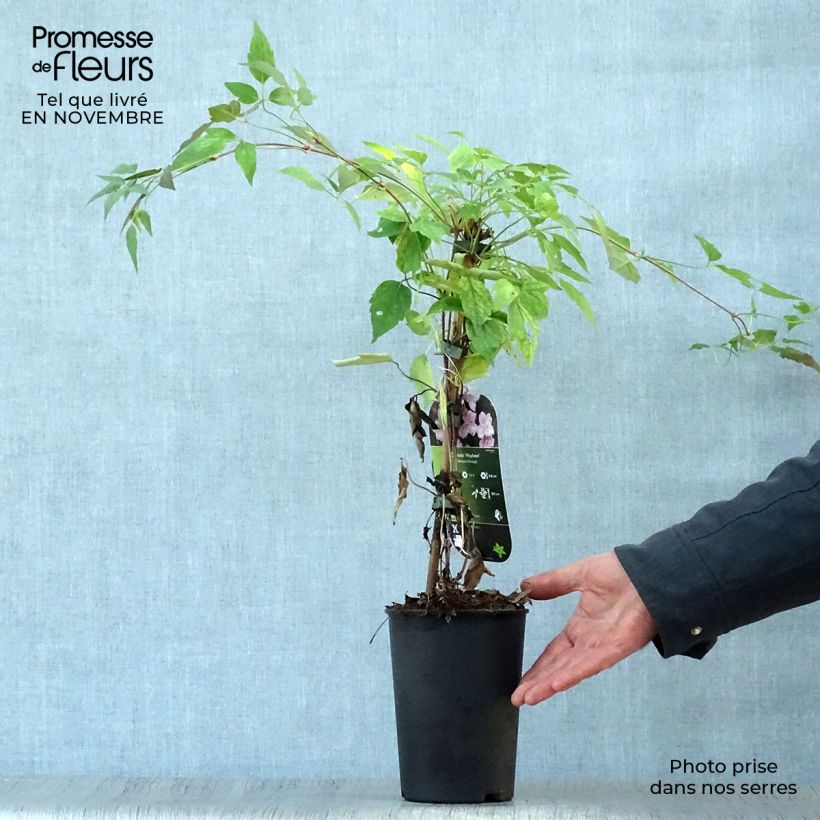 Clematis montana Mayleen 2L/3L pot sample as delivered in autumn