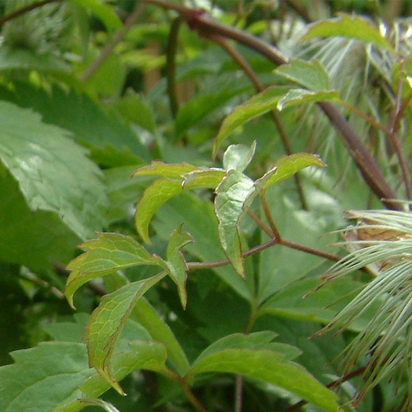 Clematis serratifolia (Foliage)