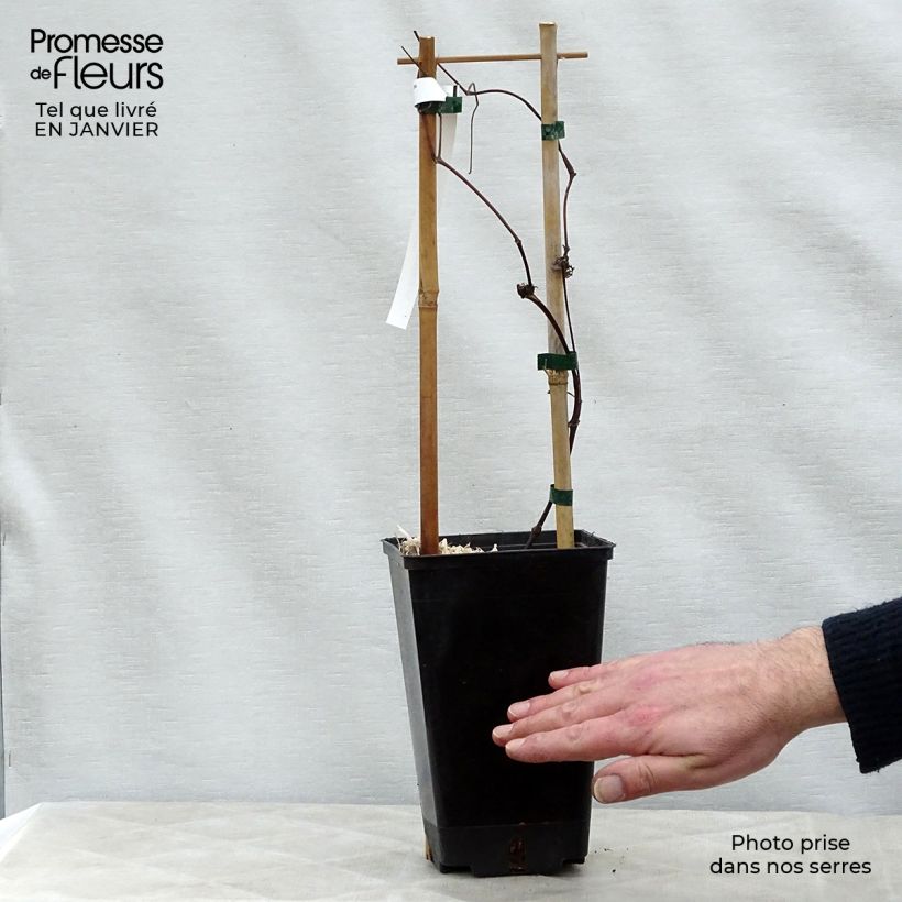 Clematis texensis Queen Maxima - Scarlet Leather Flower 1.5L/2L pot sample as delivered in winter