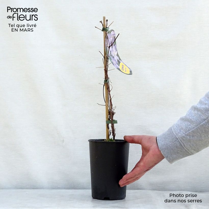 Clematis Blekitny Aniol 1.5L/2L pot sample as delivered in spring