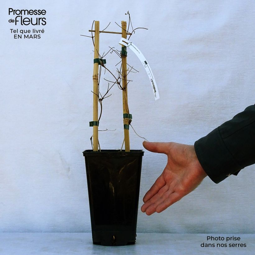 Clematis Black Tea 2L/3L pot sample as delivered in spring