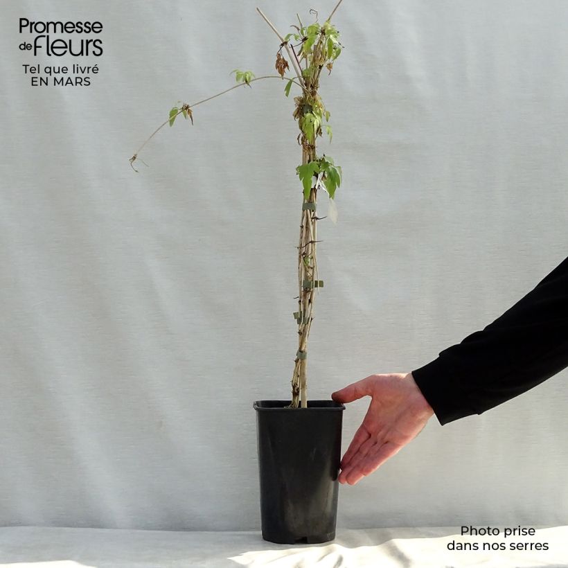 Clematis x napaulensis Christmas Surprise 2L/3L pot sample as delivered in spring