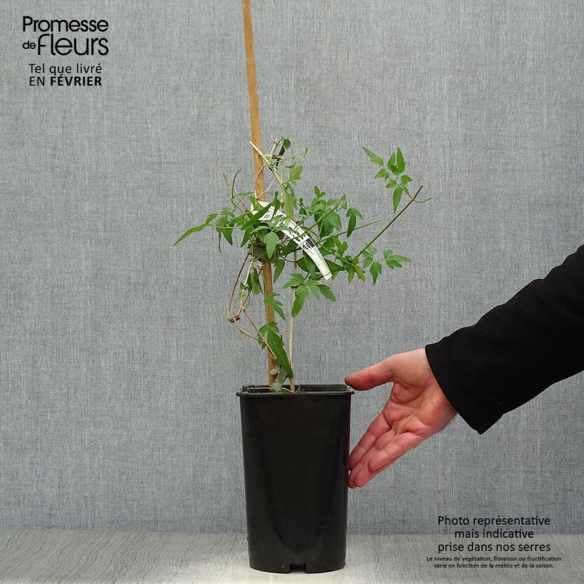 Clematis x napaulensis Christmas Surprise 2L/3L pot sample as delivered in winter