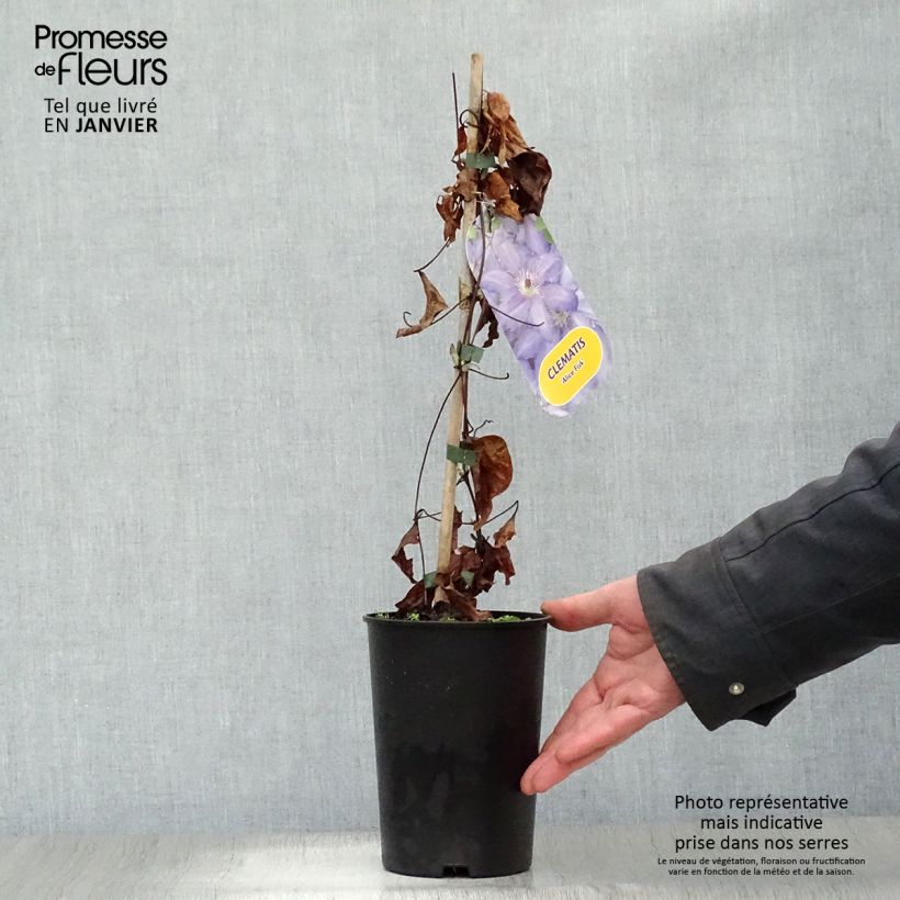 Clematis  Alice Fisk 2L/3L pot sample as delivered in winter