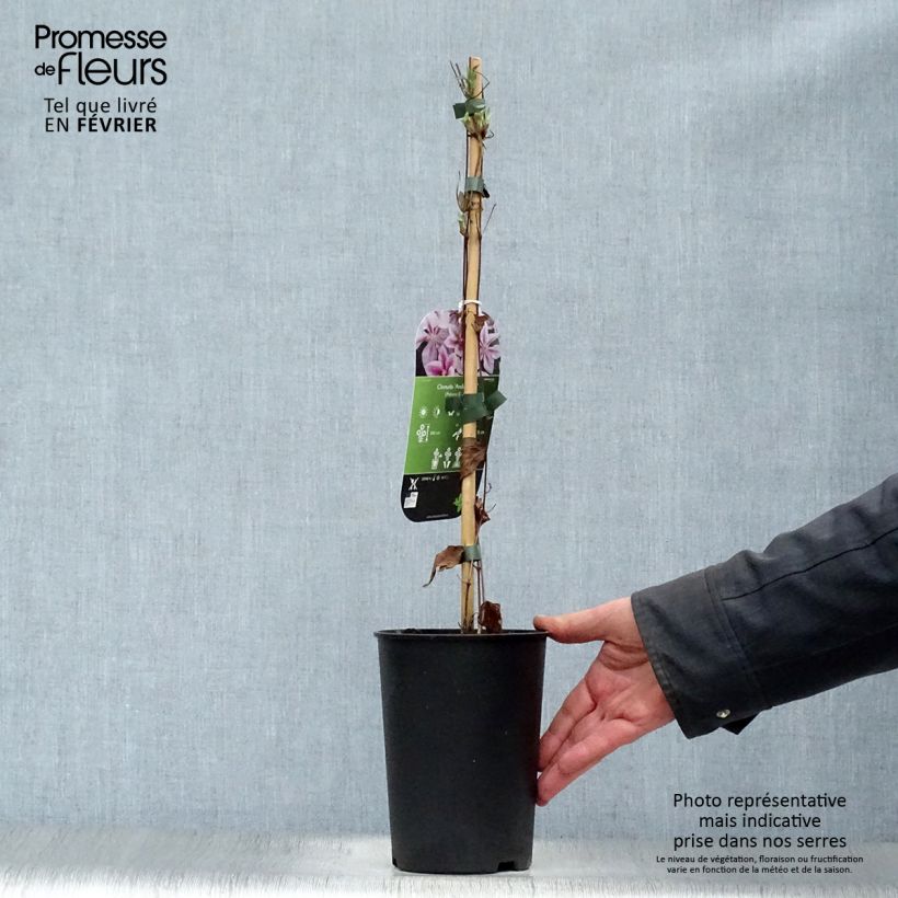 Clematis patens Andromeda 2L/3L pot sample as delivered in winter