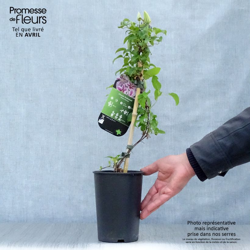 Clematis patens Andromeda 2L/3L pot sample as delivered in spring