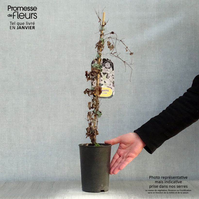 Clematis integrifolia Baby Star 'Zobast' 2L/3L pot sample as delivered in winter