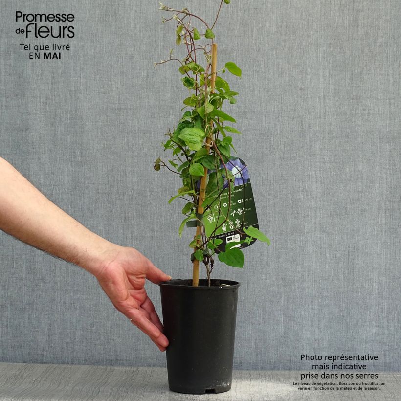 Clematis Beauty of Worcester 1.5L/2L pot sample as delivered in spring