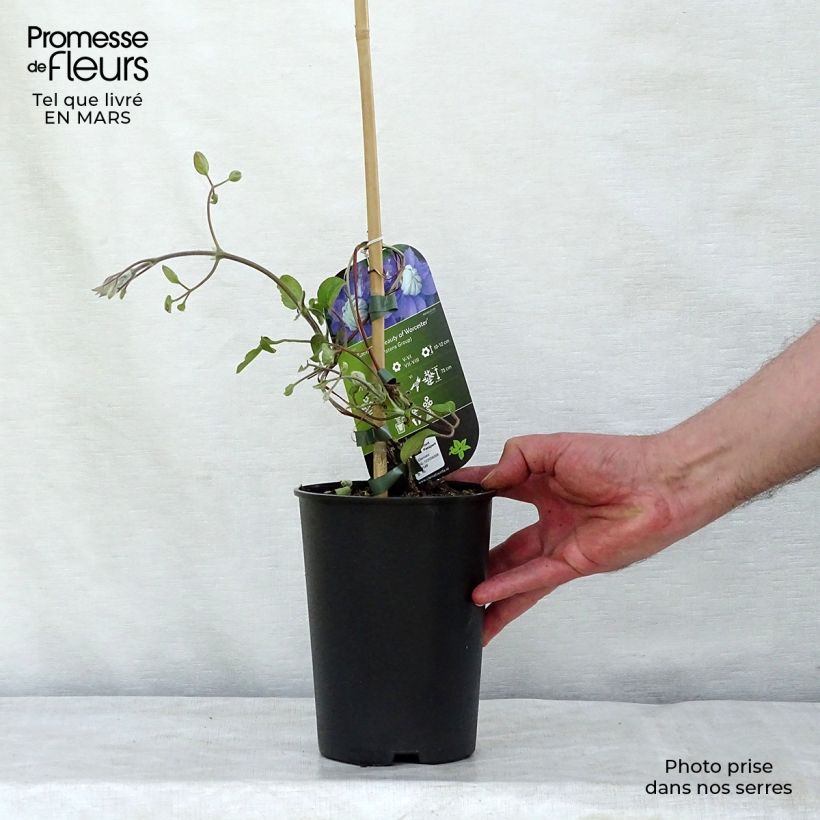 Clematis Beauty of Worcester 1.5L/2L pot sample as delivered in winter