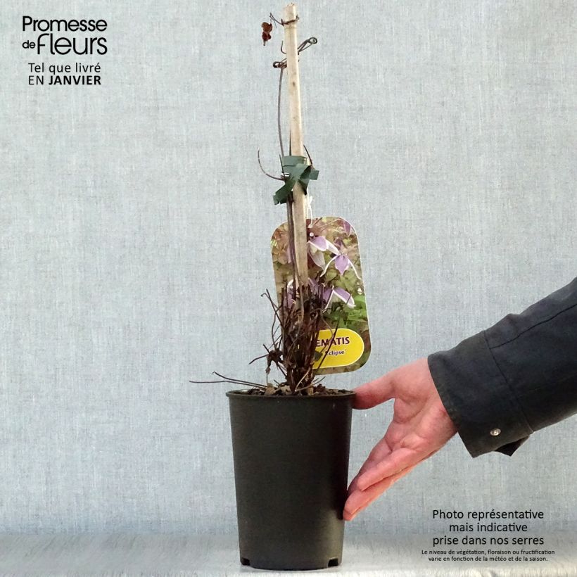 Clematis atragene Blue Eclipse 2L/3L pot sample as delivered in winter