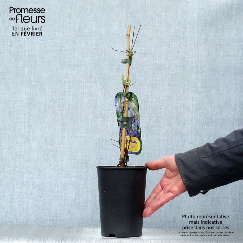 Clematis patens Blue Light - Early Large-flowered Clematis 1.5L/2L pot sample as delivered in winter